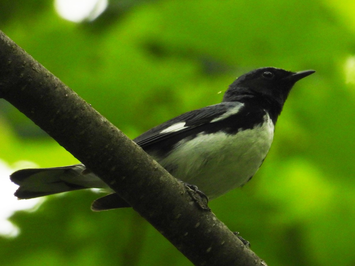 Black-throated Blue Warbler - ML620803571