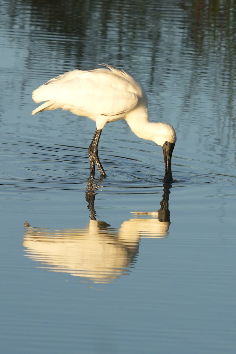 Royal Spoonbill - ML620803572