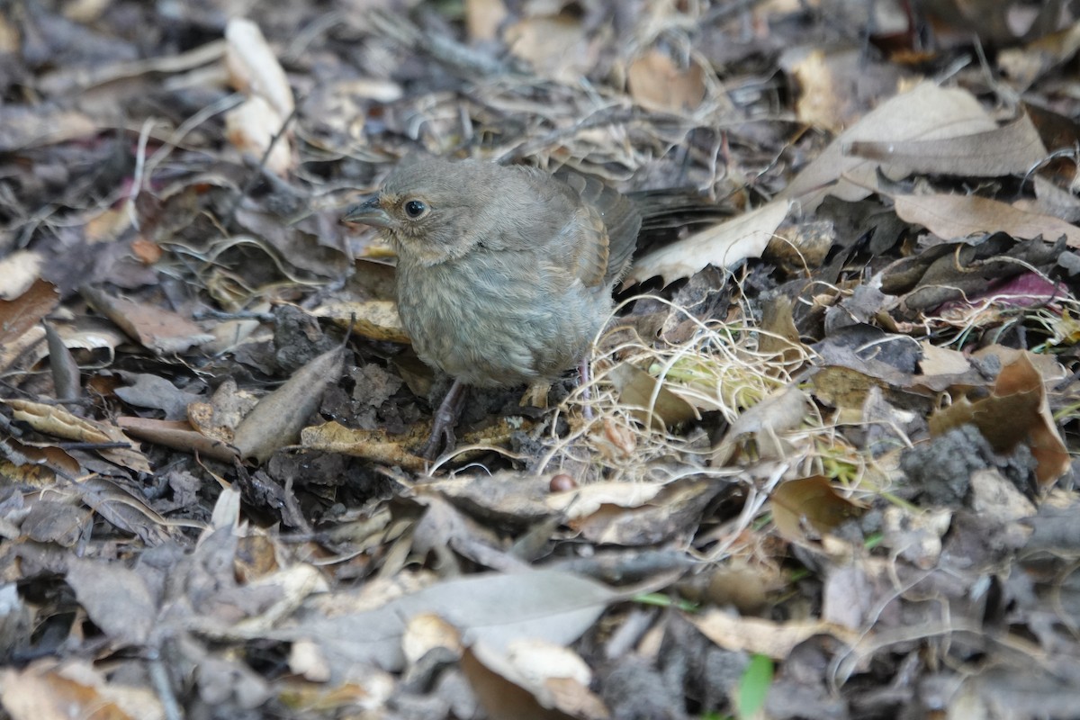 California Towhee - ML620803574