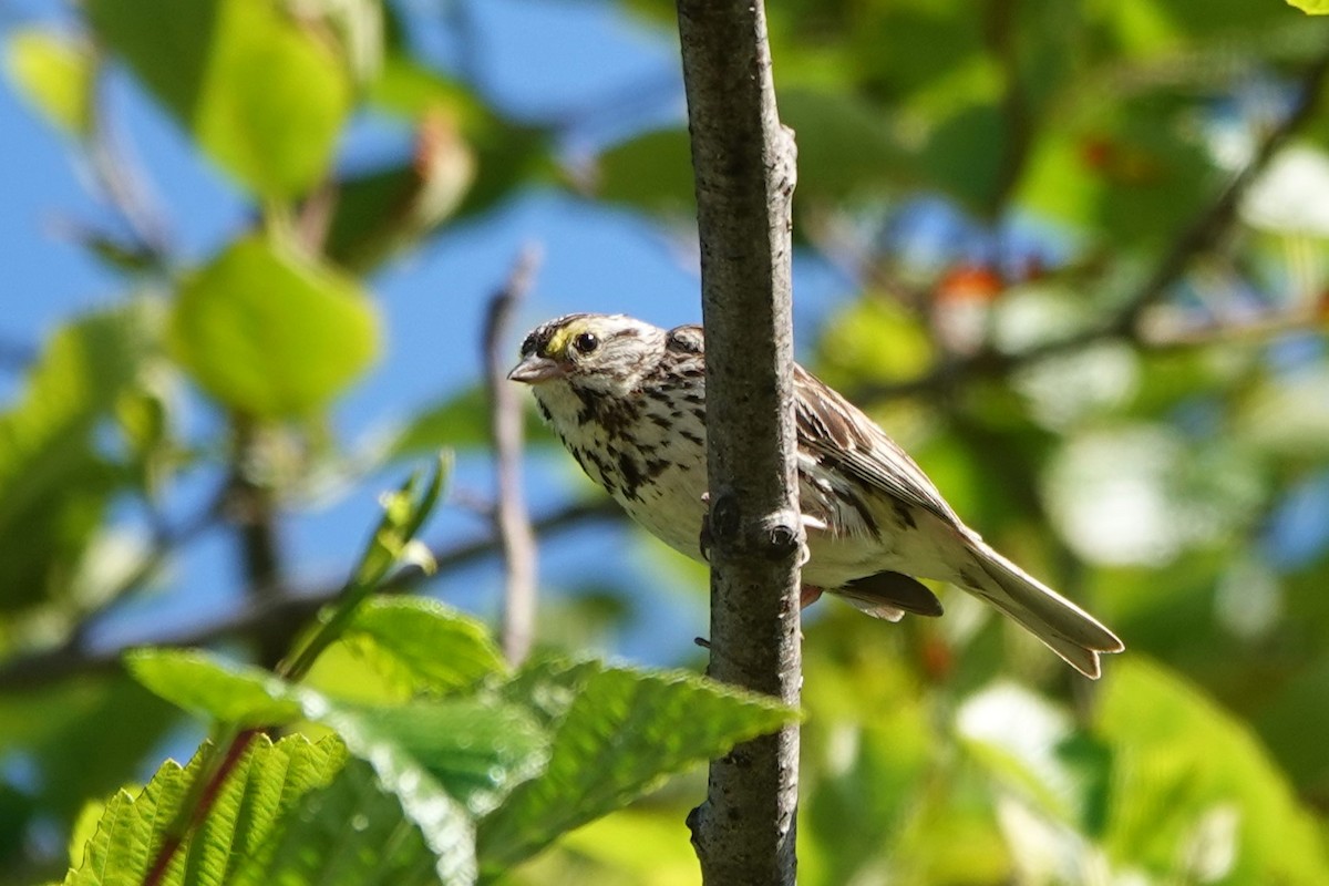 Savannah Sparrow - Cindy Cummings