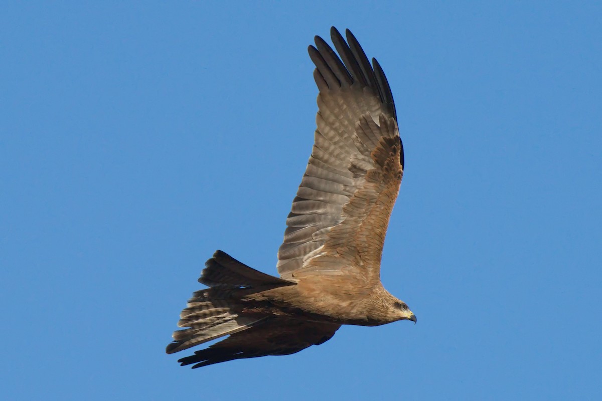 Black Kite - ML620803576