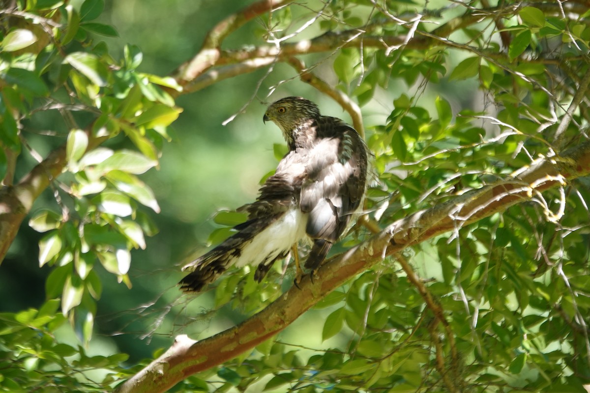 Cooper's Hawk - ML620803577