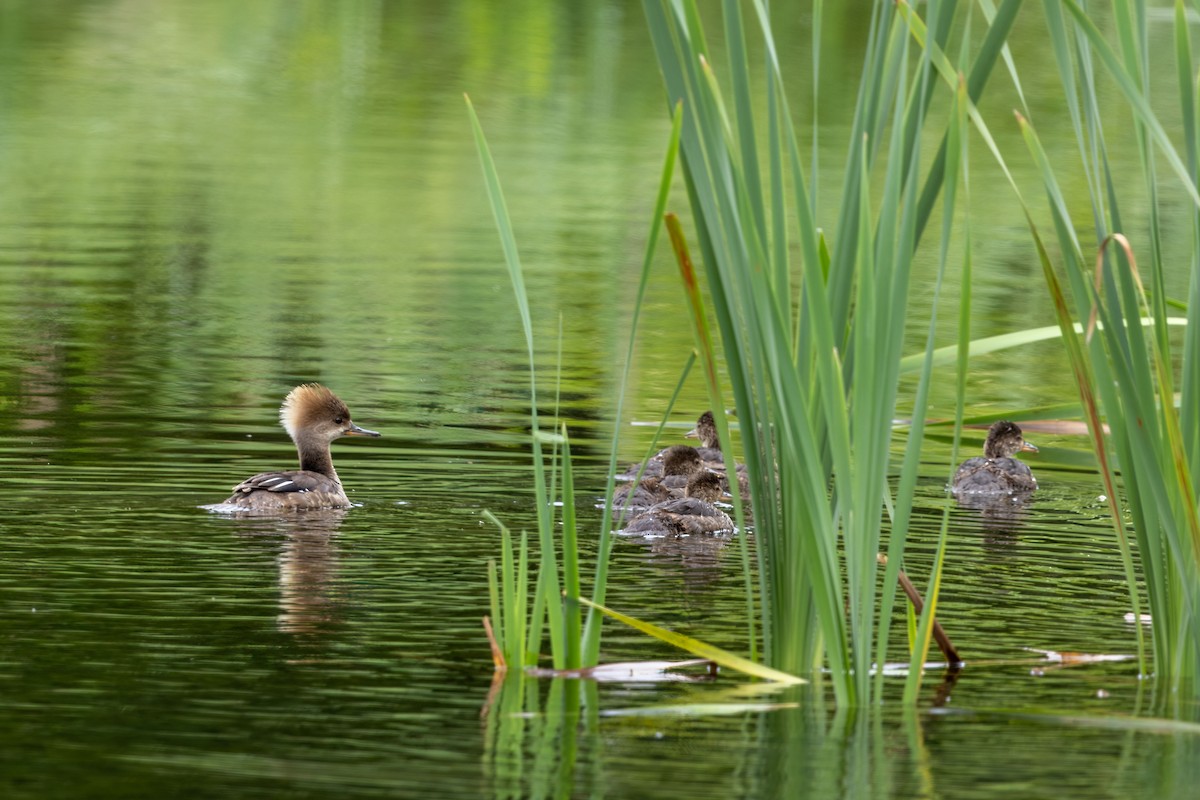 Hooded Merganser - ML620803578