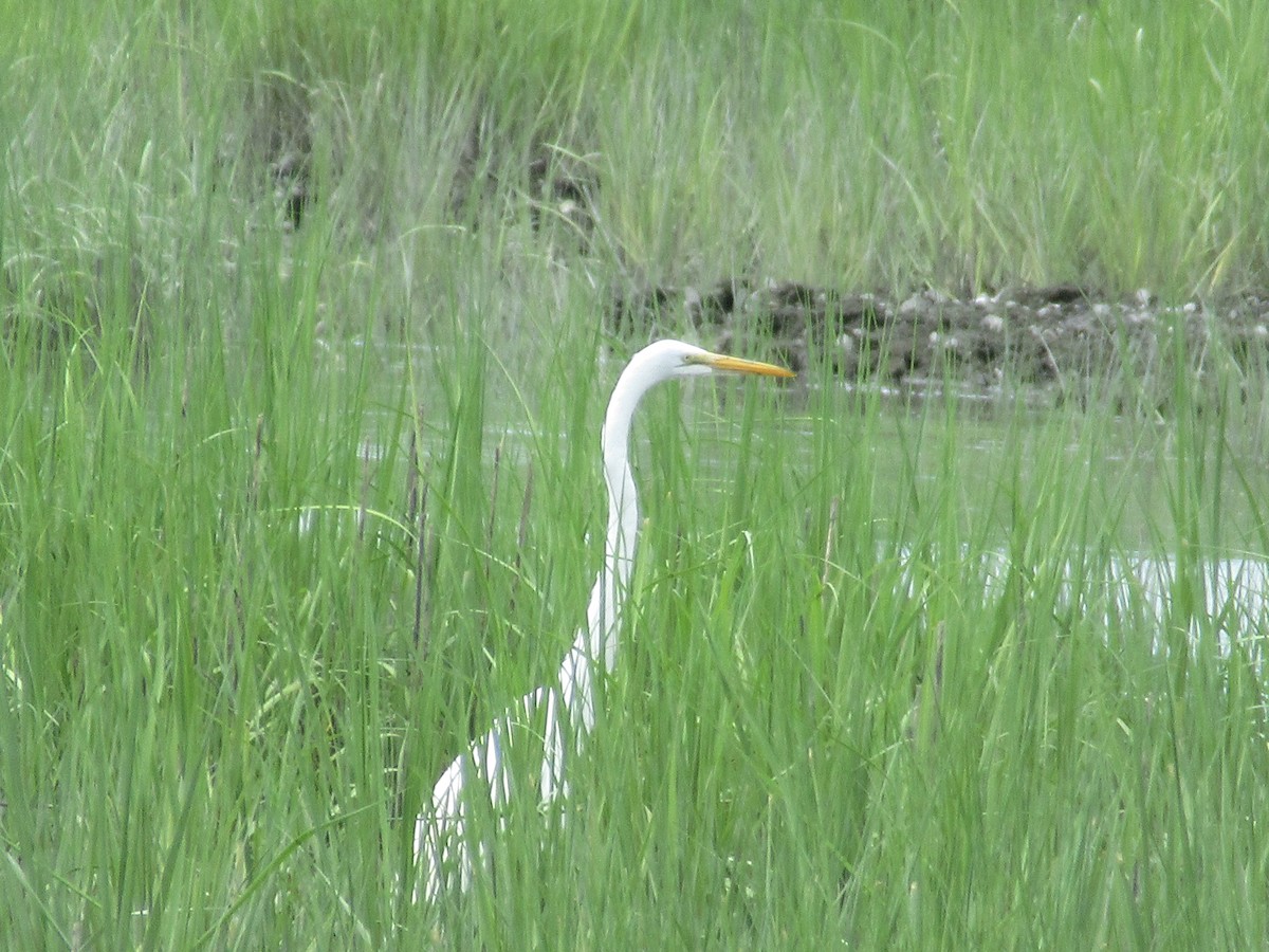 Great Egret - ML620803579