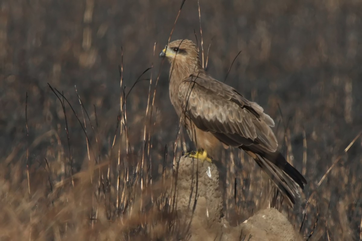 Black Kite - ML620803580