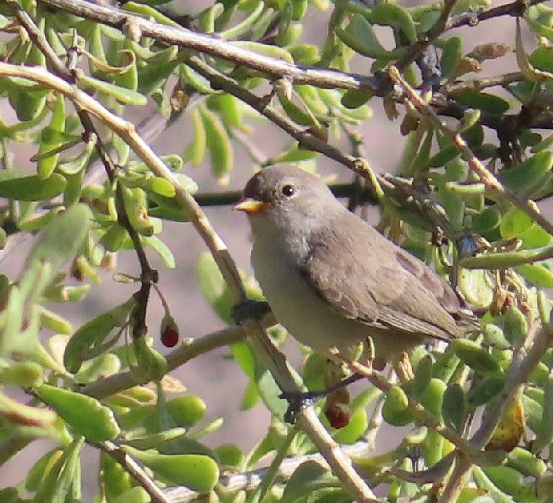 Pájaro Moscón Baloncito - ML620803589