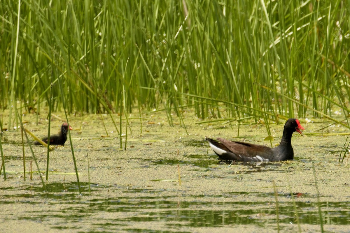 Common Gallinule - ML620803590