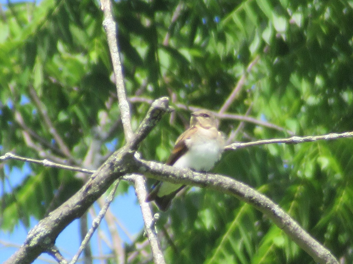 Northern Rough-winged Swallow (Northern) - ML620803591