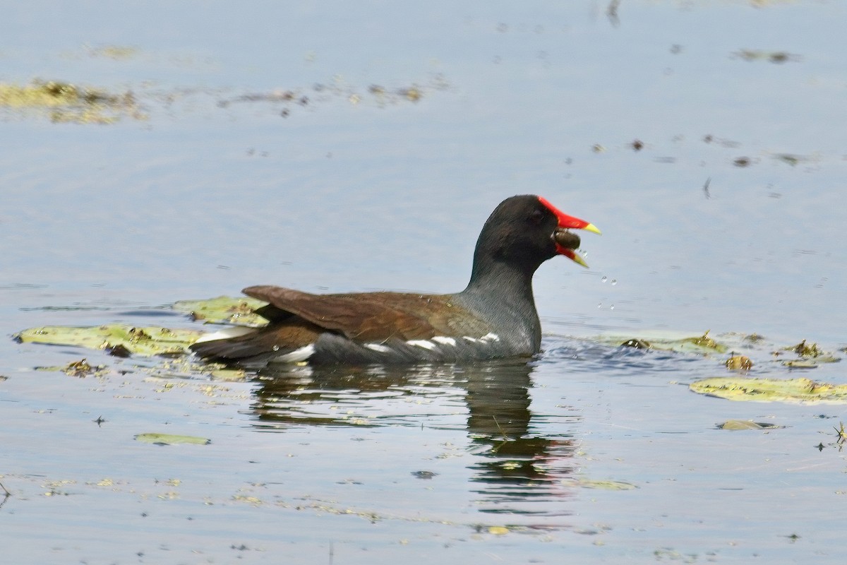 Common Gallinule - ML620803593