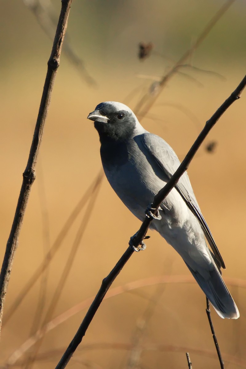 Black-faced Cuckooshrike - ML620803600