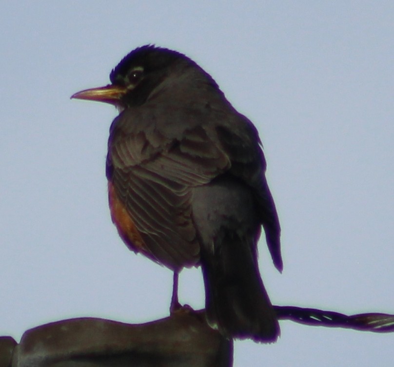 American Robin - ML620803603