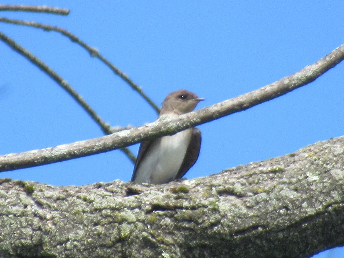 Golondrina Aserrada (grupo serripennis) - ML620803606