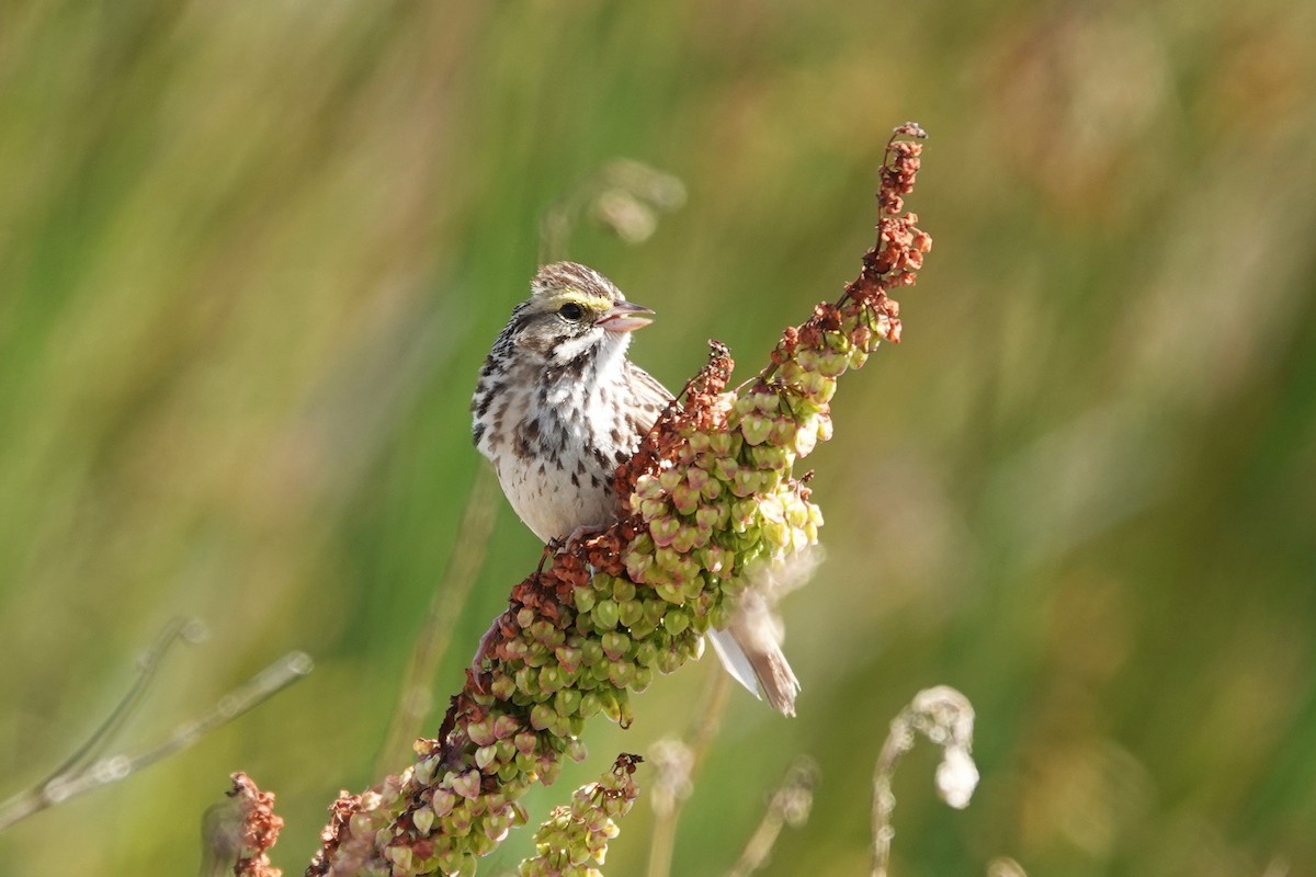 Savannah Sparrow - ML620803607