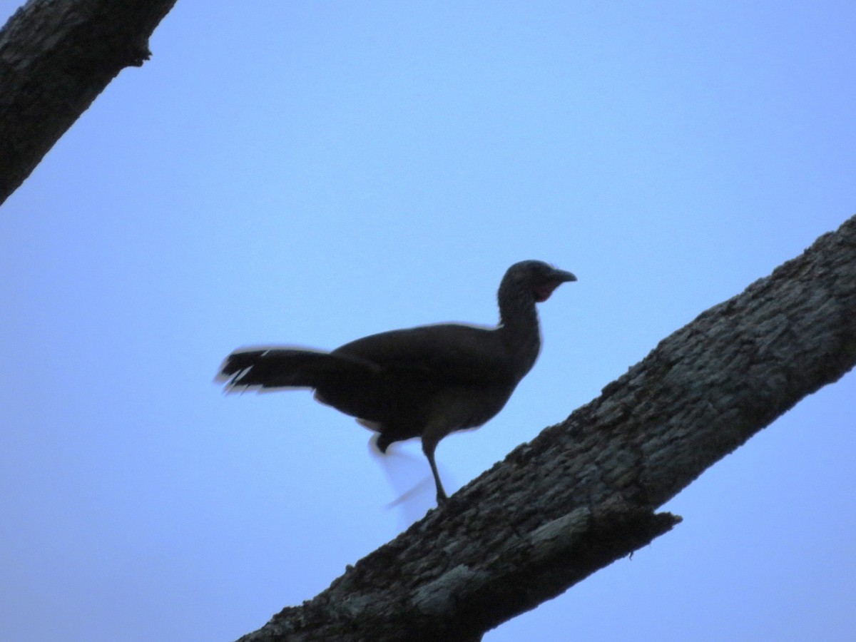 Speckled Chachalaca - Greg Wark