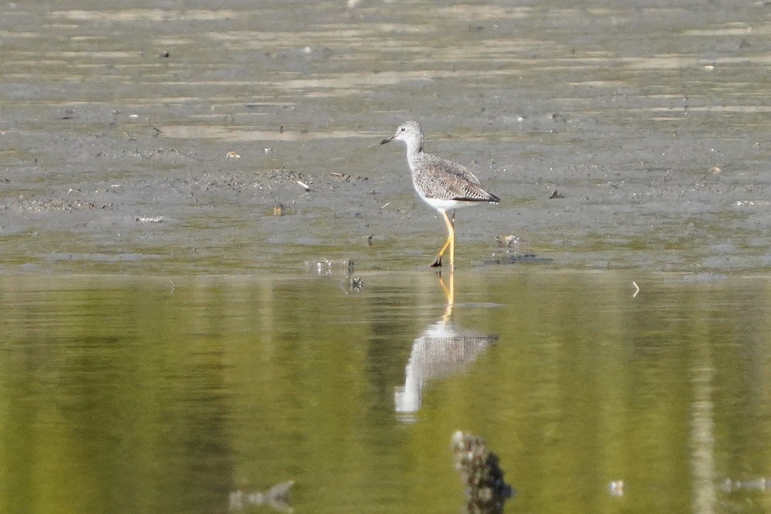 Greater Yellowlegs - ML620803615