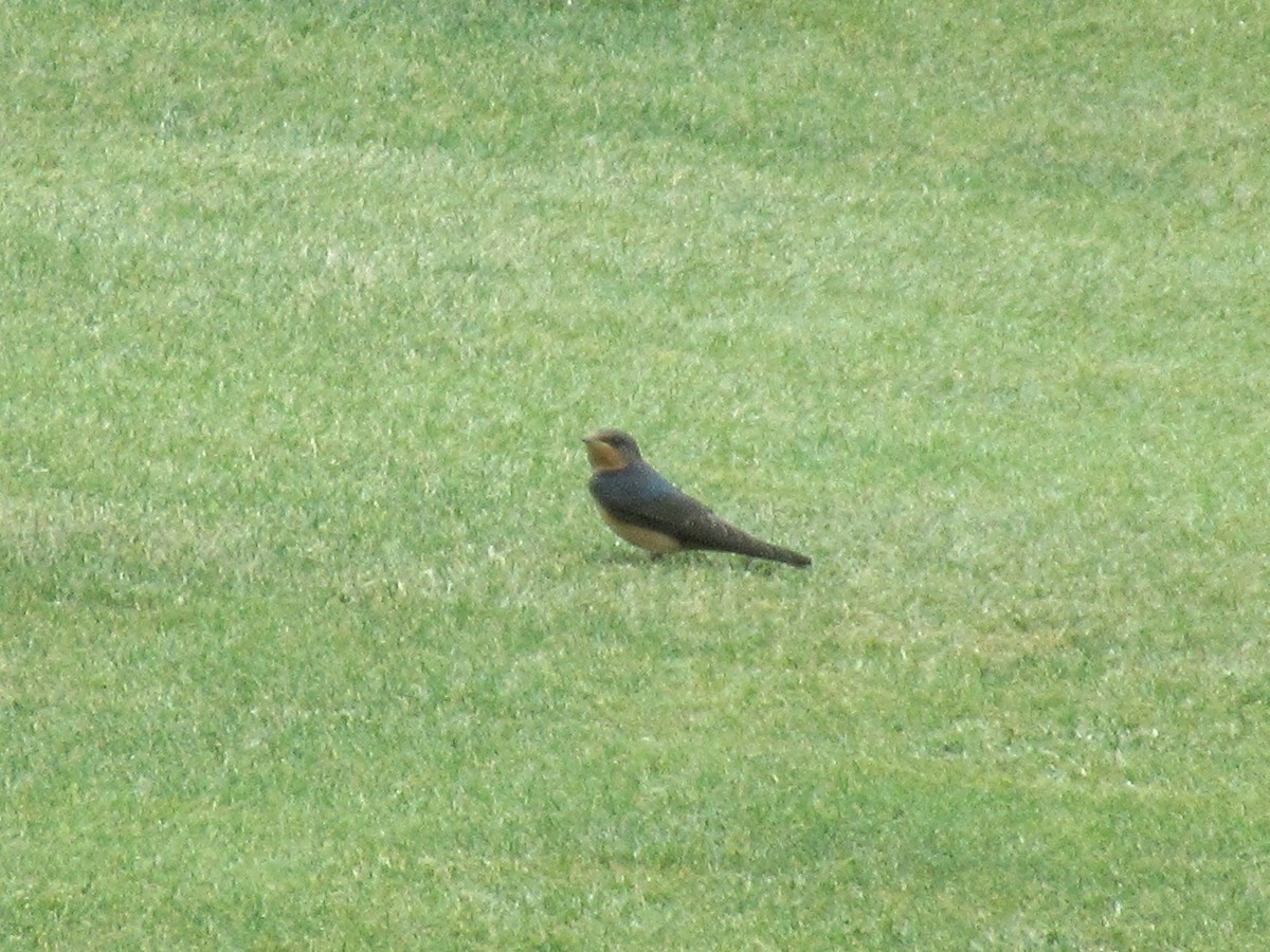 Barn Swallow - ML620803622