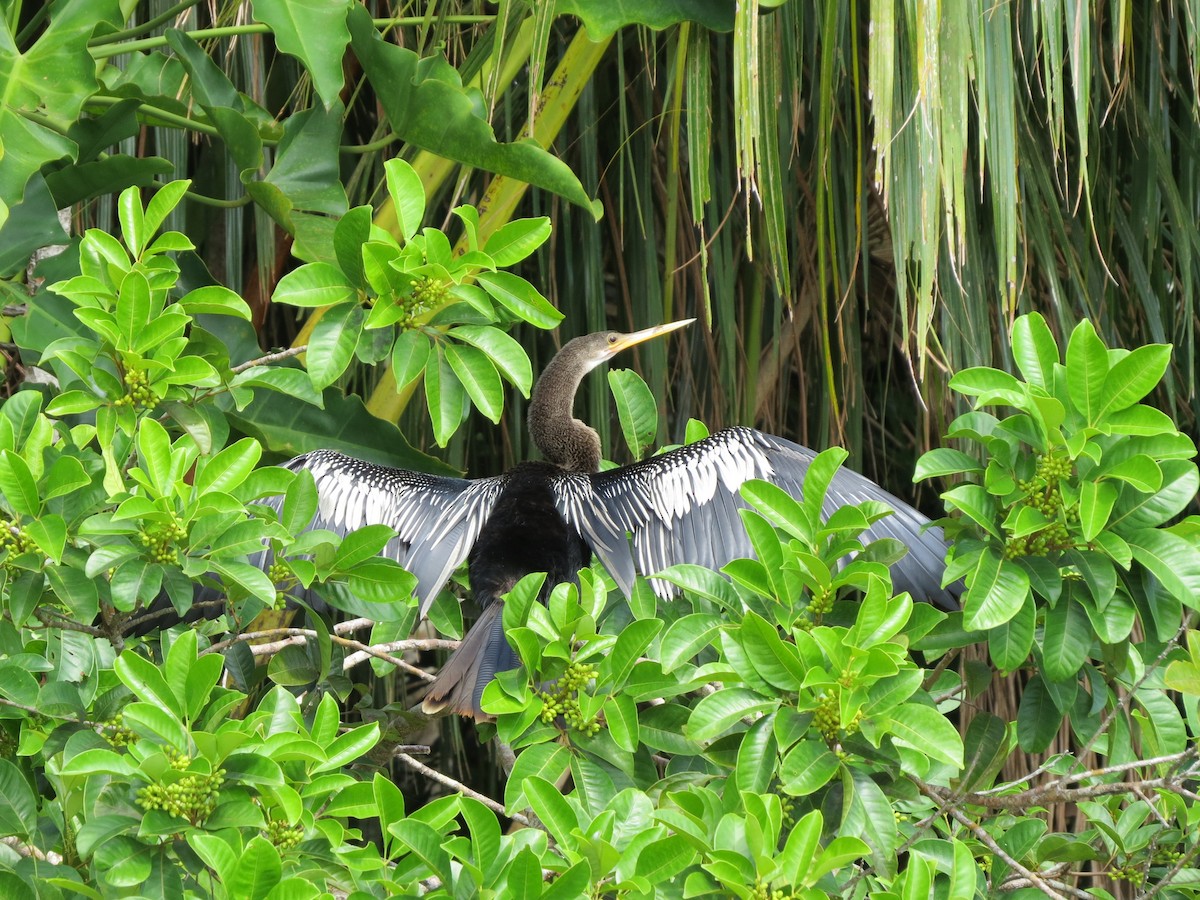 Amerika-Schlangenhalsvogel - ML620803630