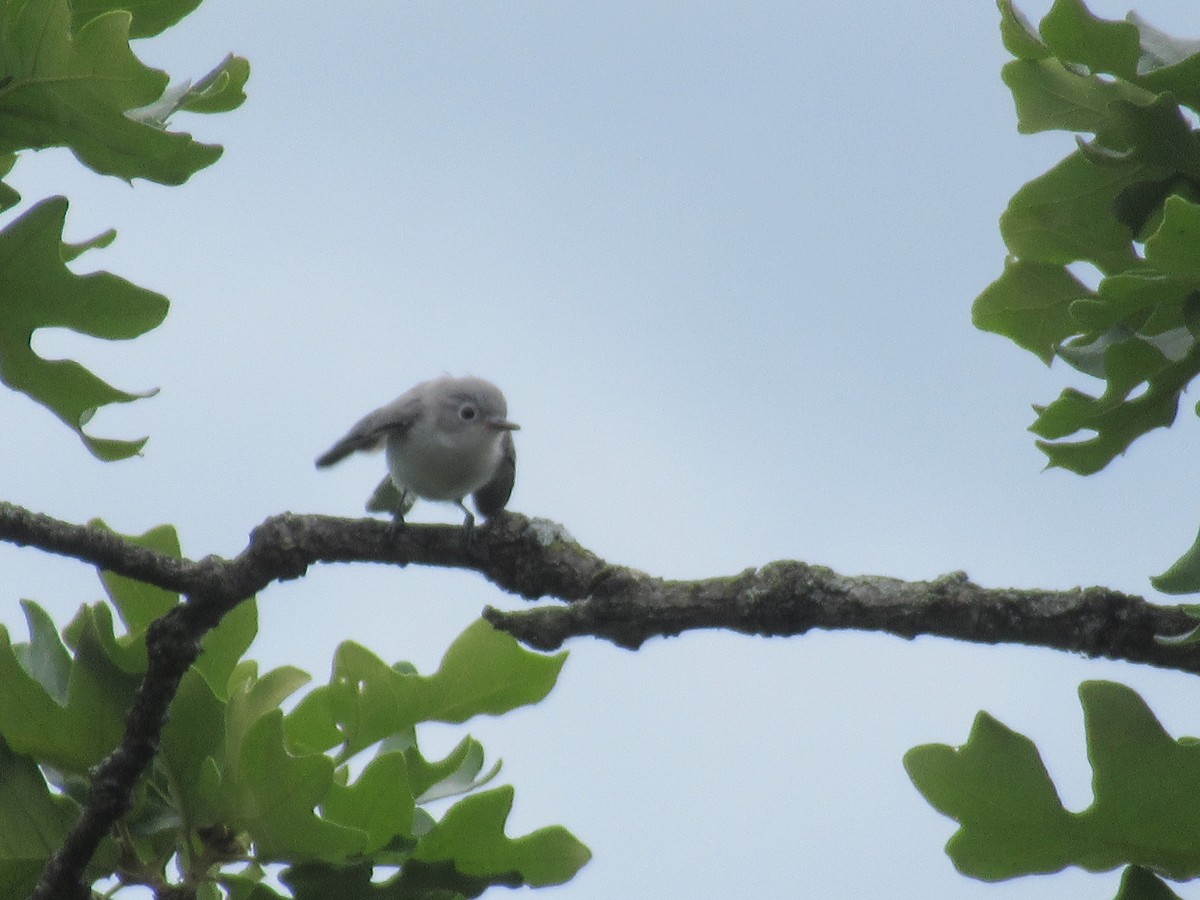 Blue-gray Gnatcatcher - ML620803631