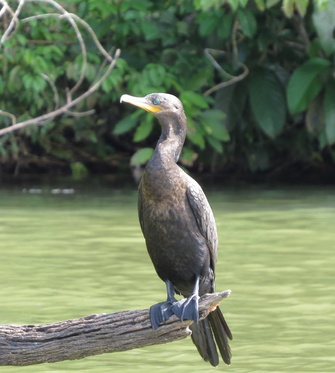 Neotropic Cormorant - Greg Wark