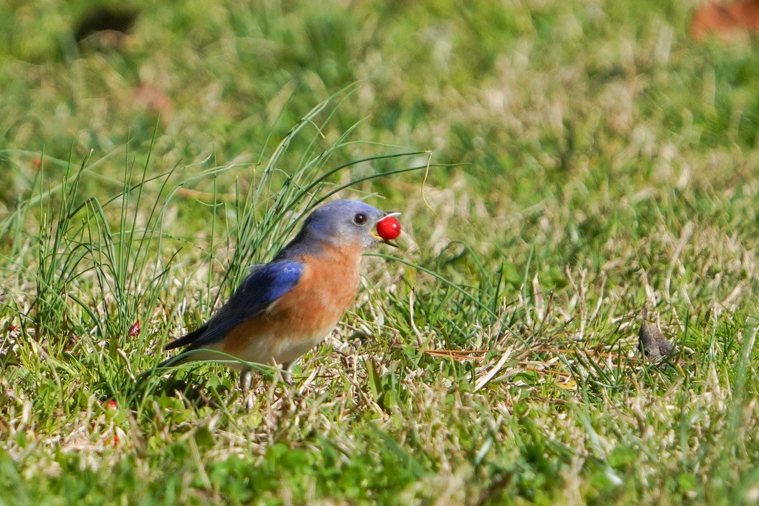 Eastern Bluebird - ML620803634