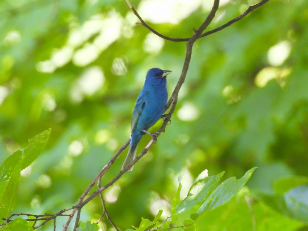 Indigo Bunting - ML620803635