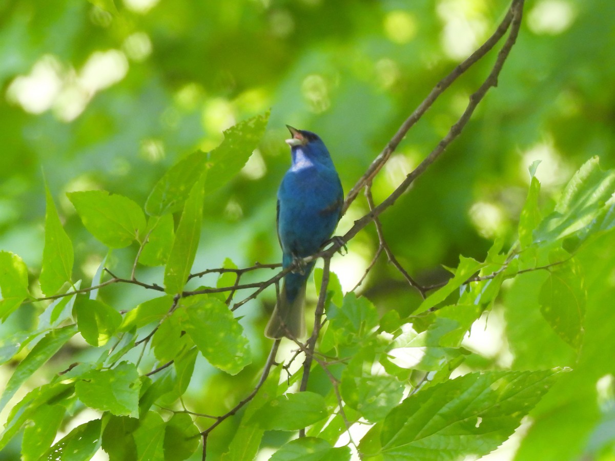 Indigo Bunting - ML620803636