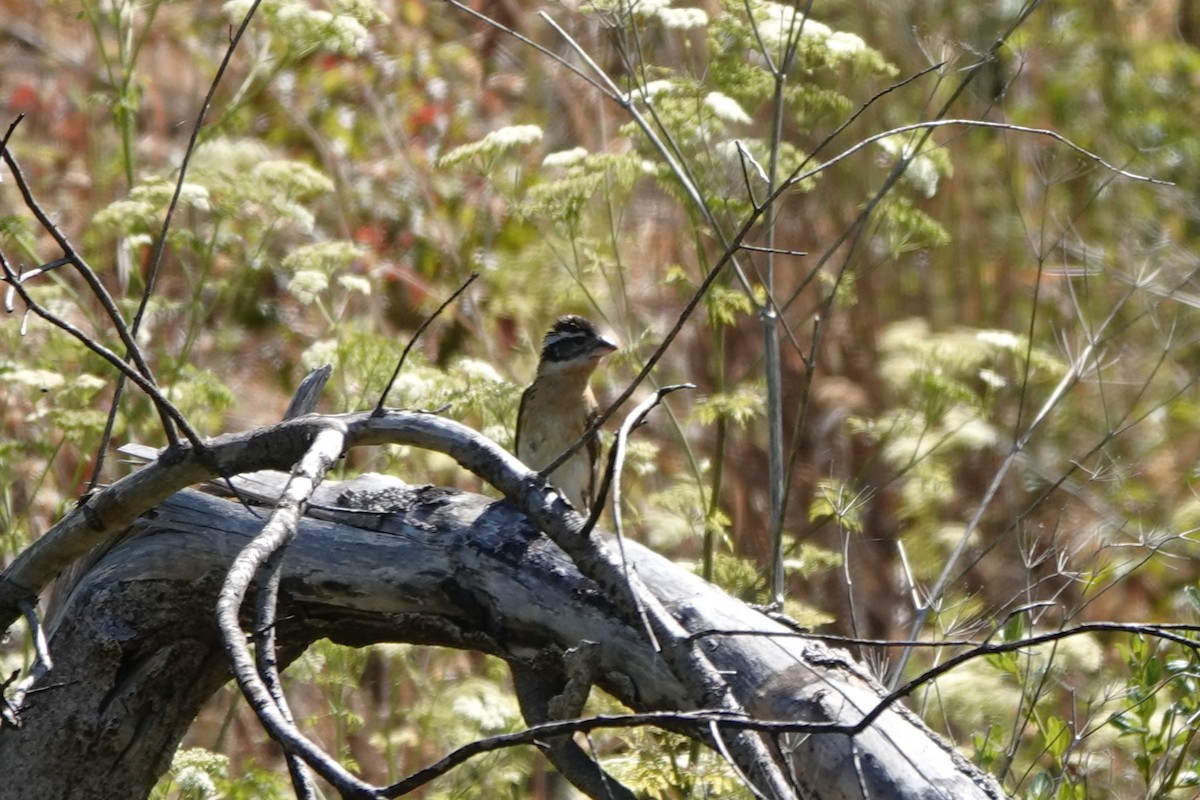 Black-headed Grosbeak - ML620803638