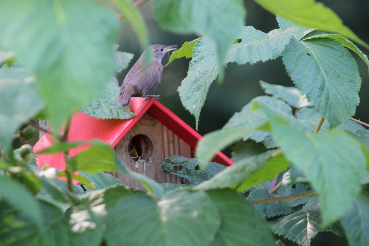 House Wren - ML620803639