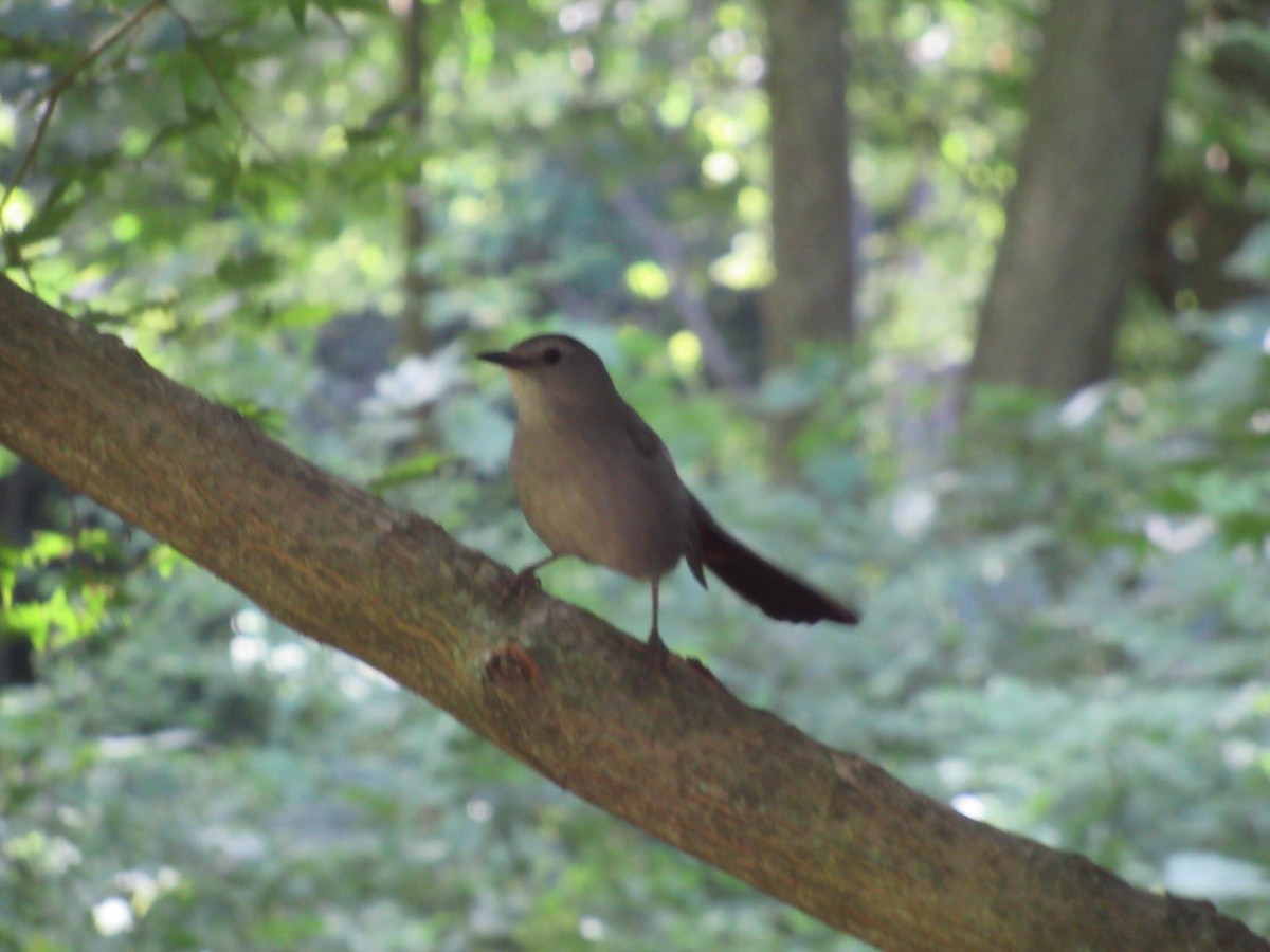 Gray Catbird - Barry Capella