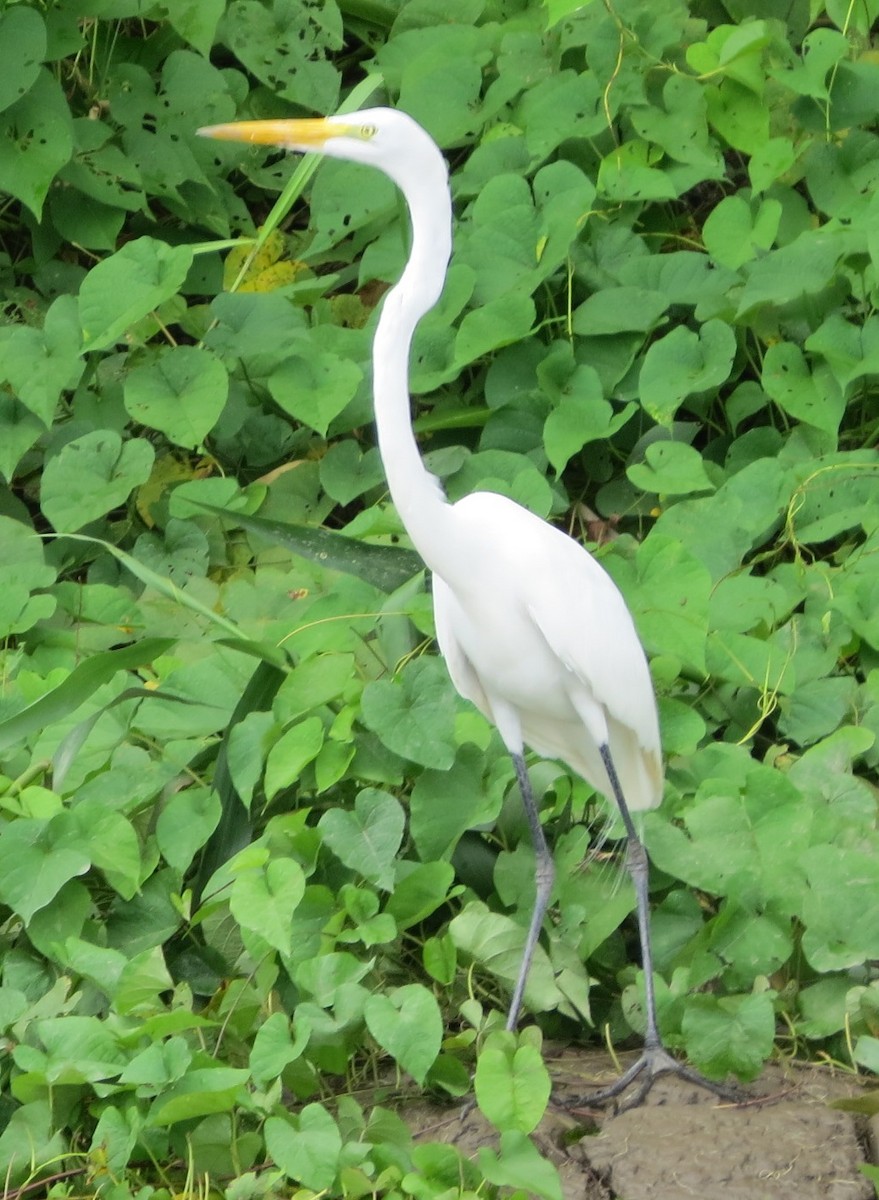 Great Egret - ML620803643