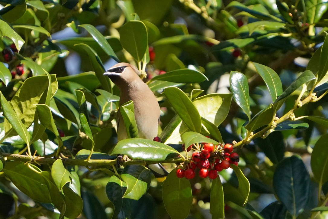 Cedar Waxwing - ML620803644