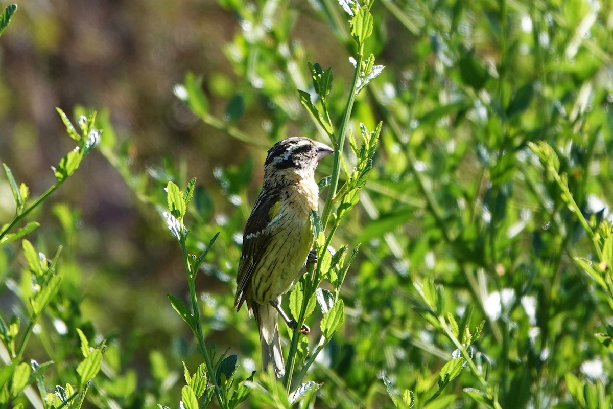 Black-headed Grosbeak - ML620803646