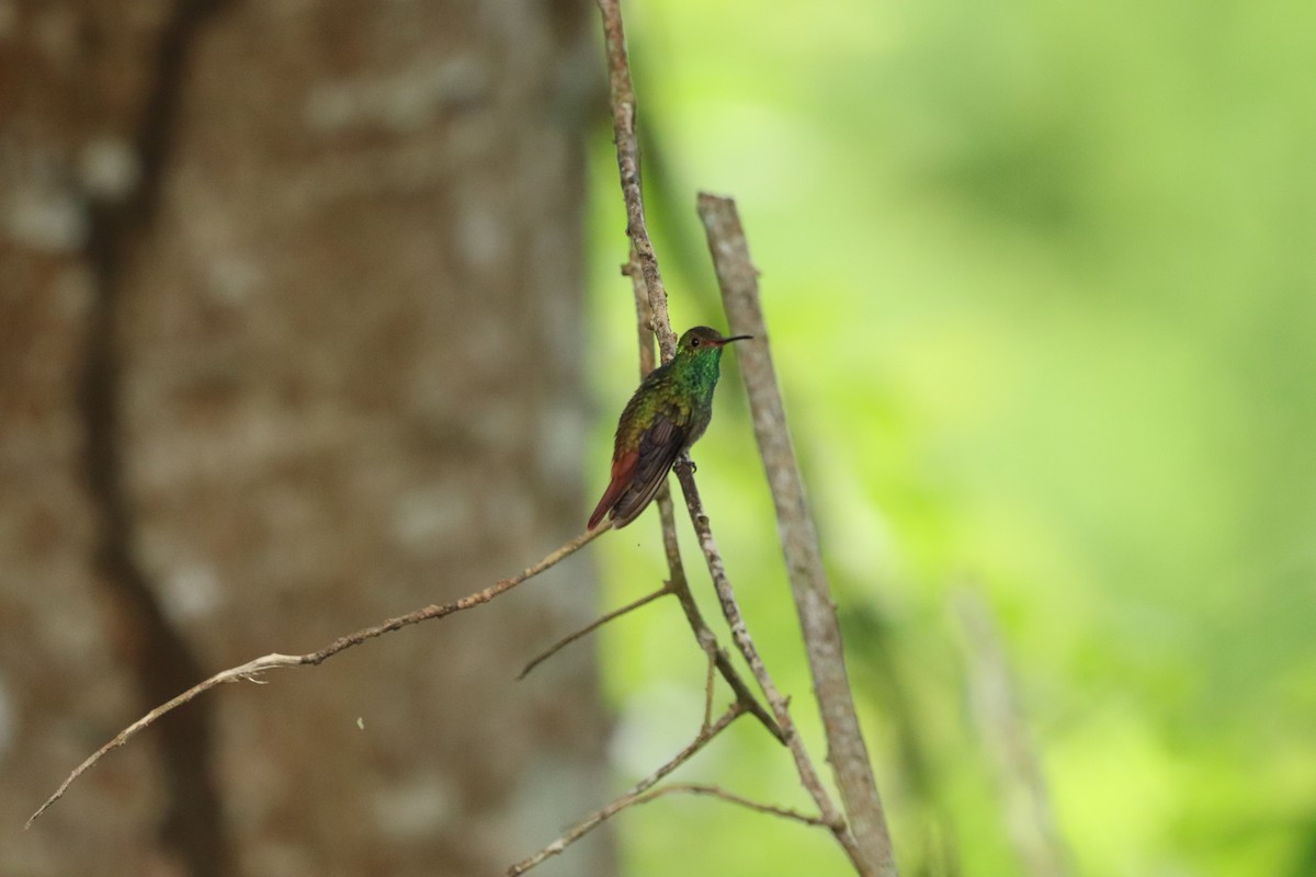 Rufous-tailed Hummingbird - ML620803647