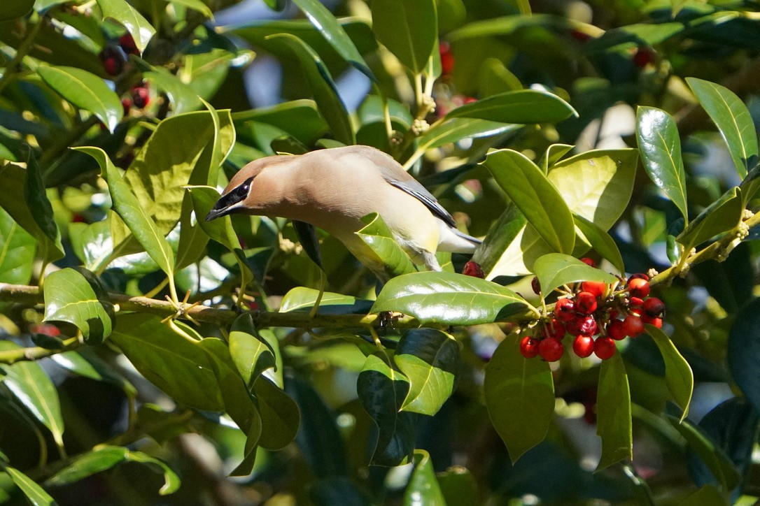 Cedar Waxwing - ML620803648