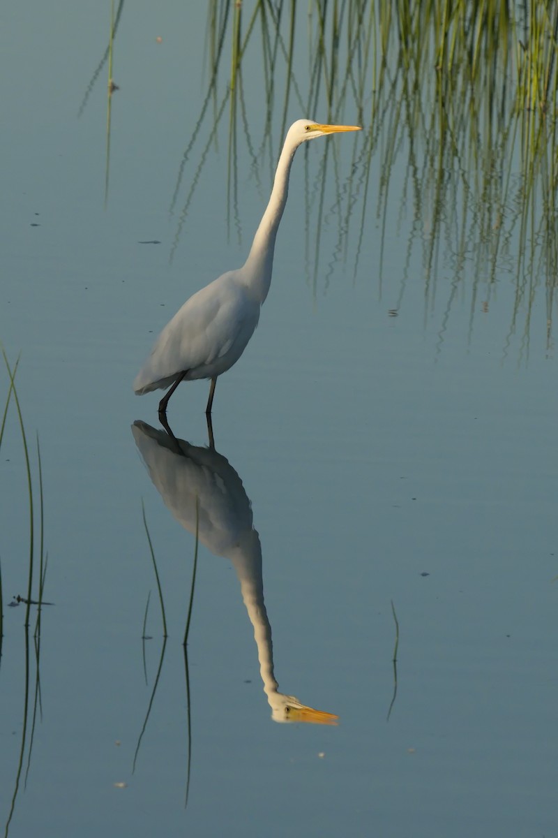 Great Egret - ML620803649