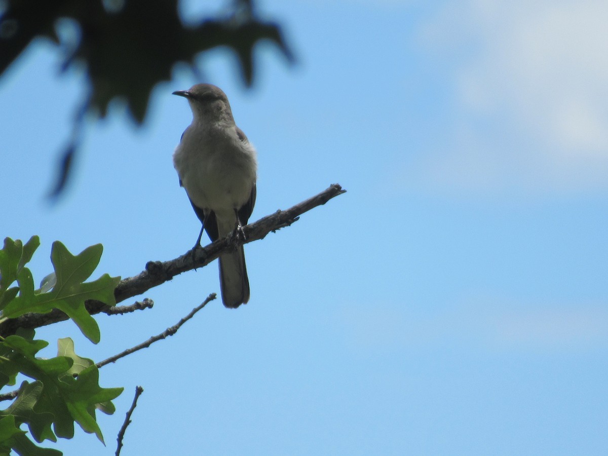 Northern Mockingbird - ML620803650