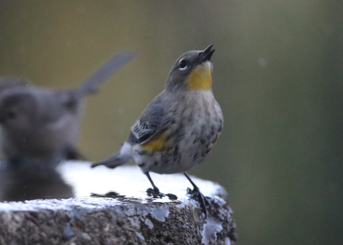 Yellow-rumped Warbler - ML620803651