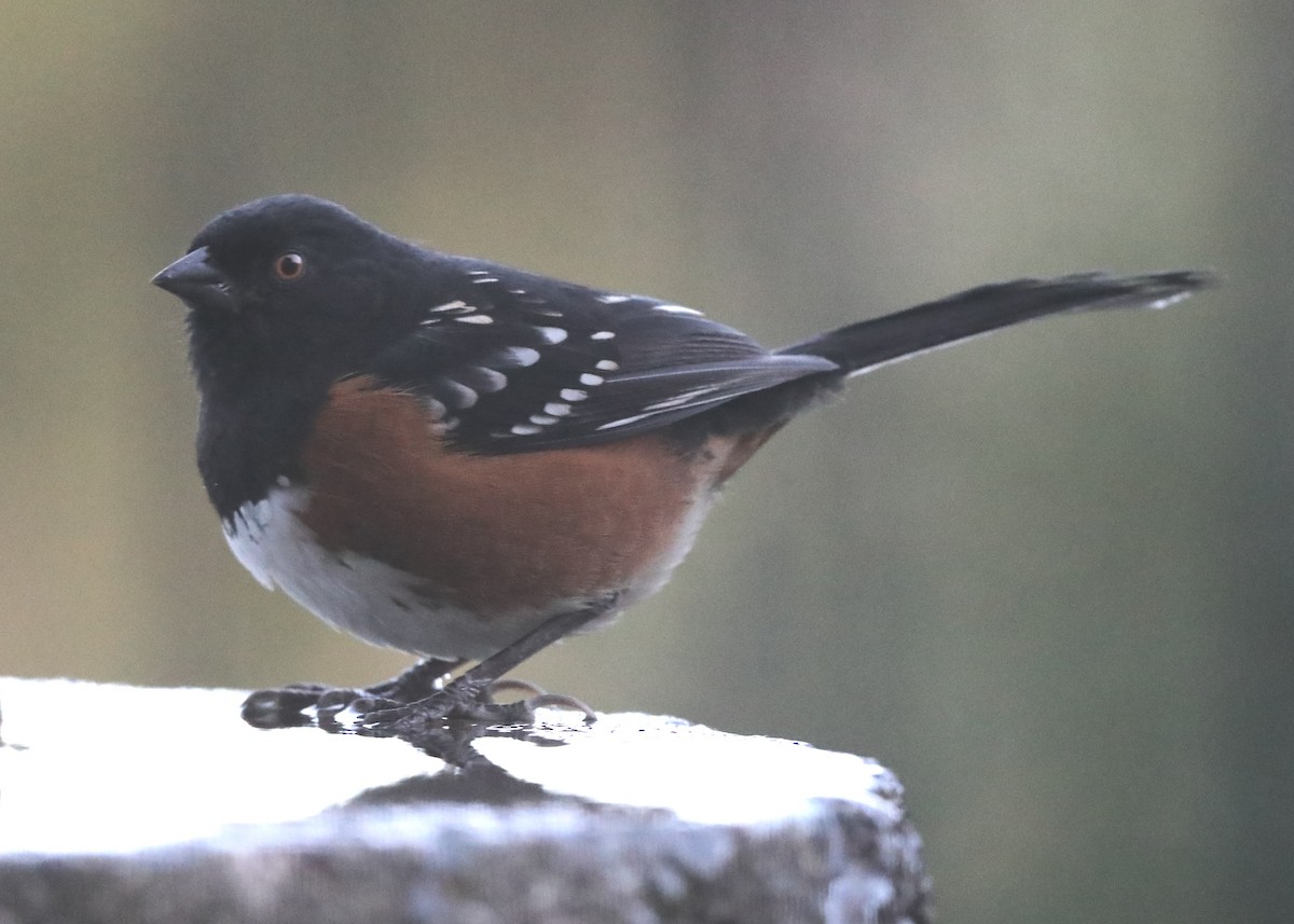 Spotted Towhee - ML620803652