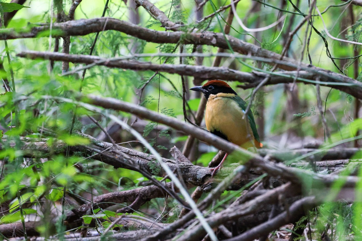 Noisy Pitta - ML620803655