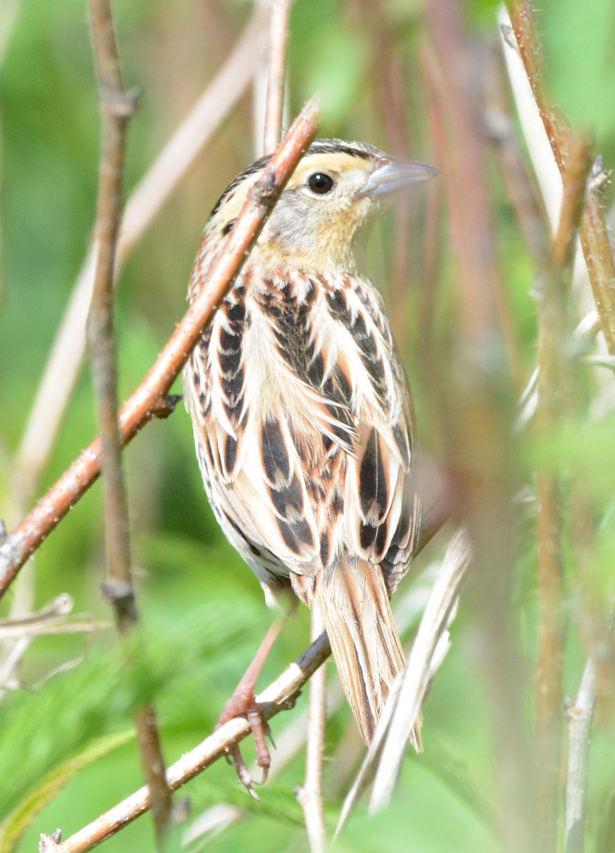 LeConte's Sparrow - ML620803657