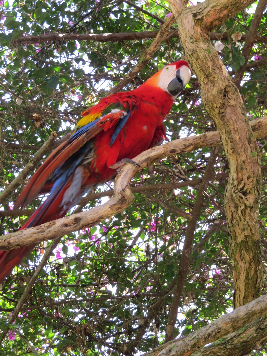 Scarlet Macaw - ML620803659