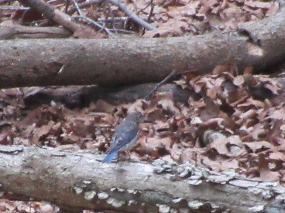 Eastern Bluebird - ML620803660