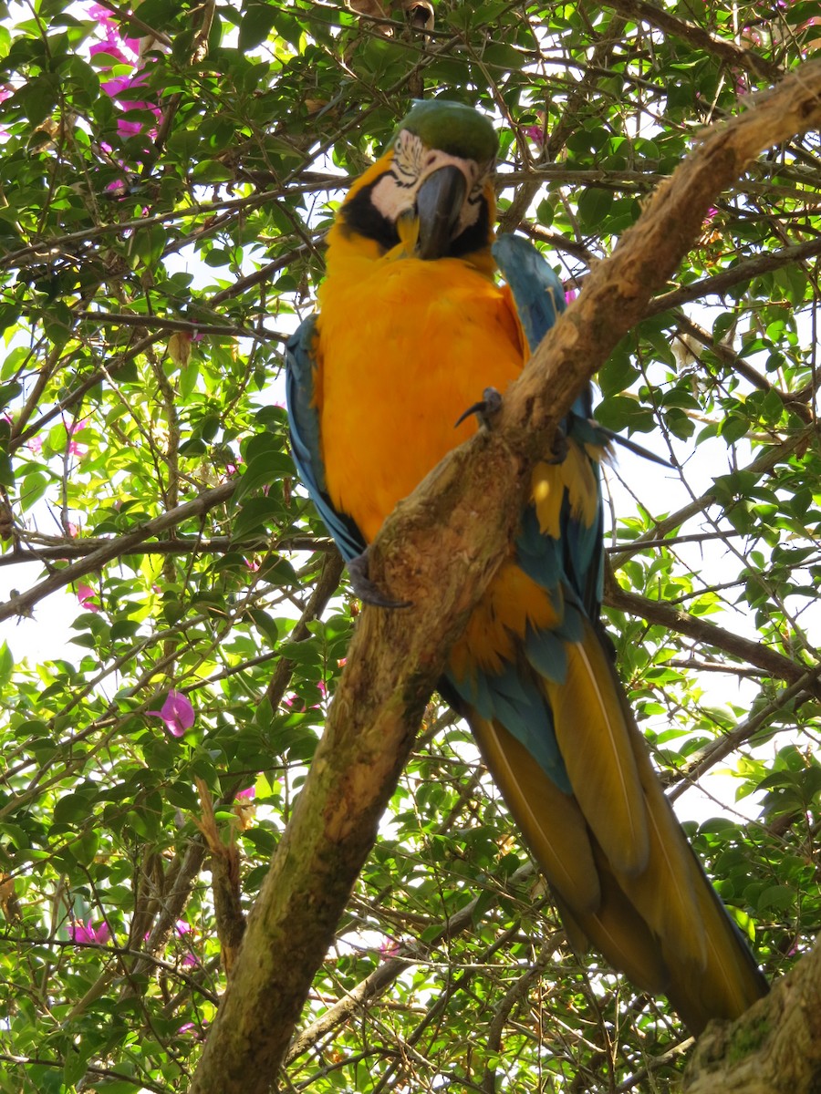 Blue-and-yellow Macaw - ML620803662