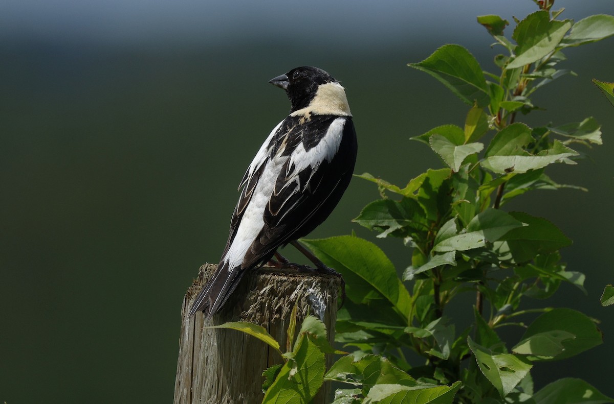 Bobolink - ML620803664