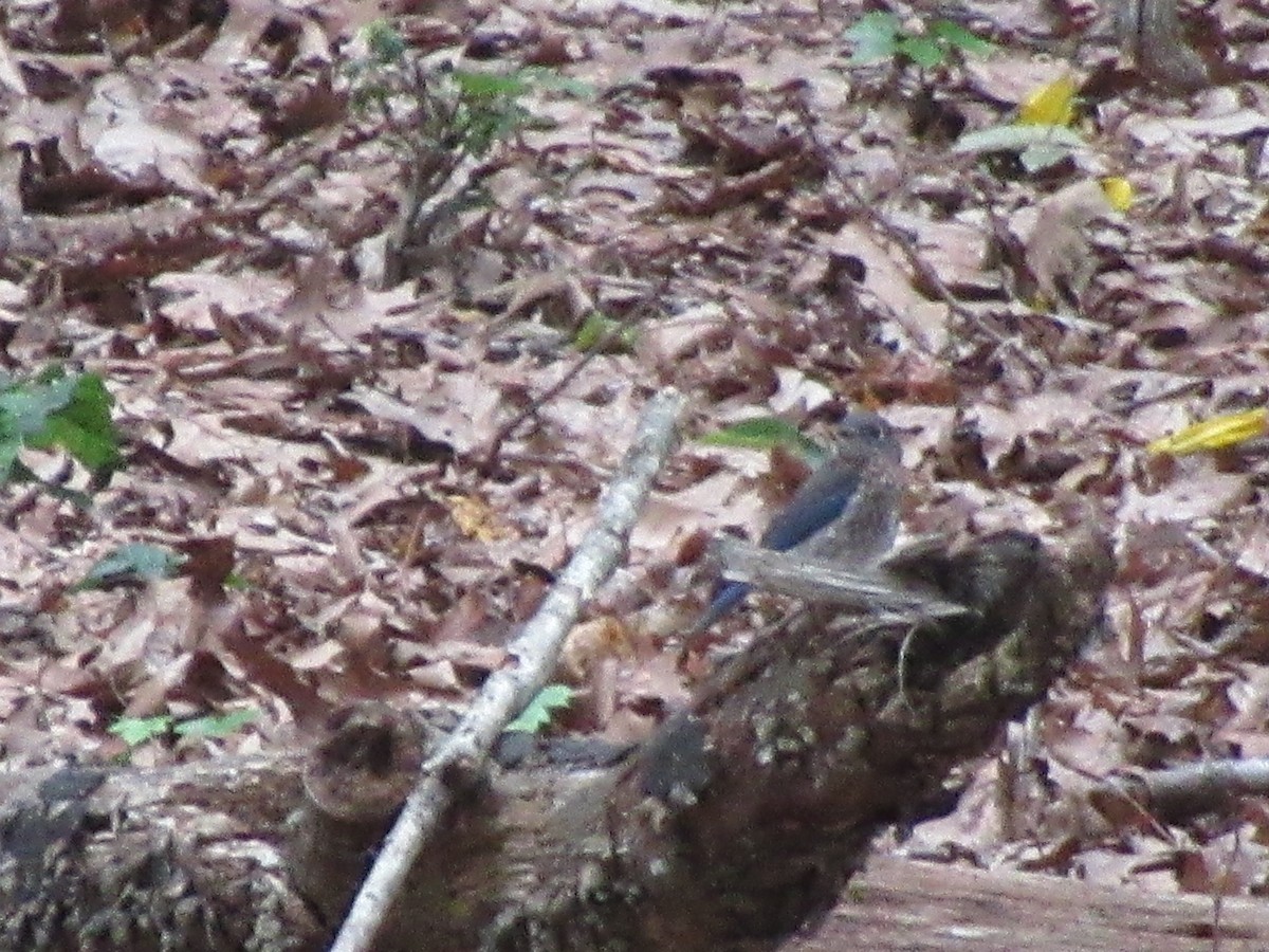 Eastern Bluebird - ML620803666