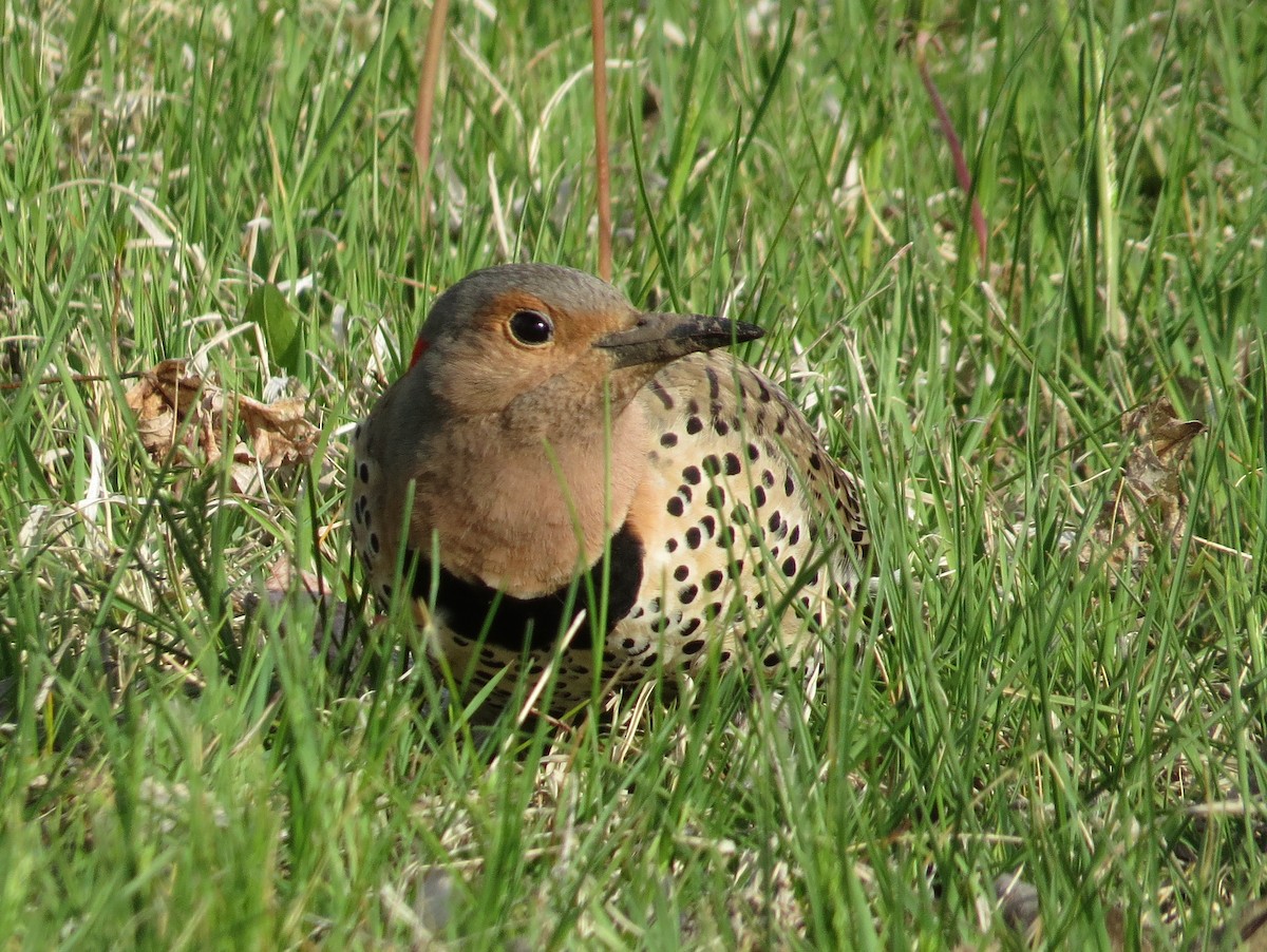 Northern Flicker - ML620803667