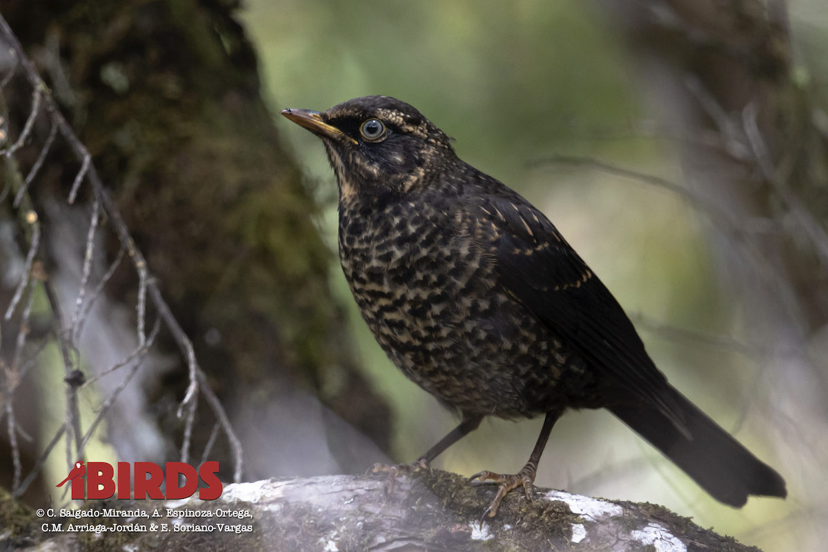 Sooty Thrush - ML620803671