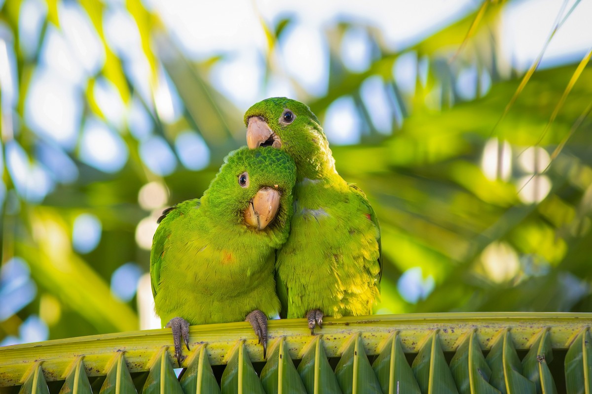 White-eyed Parakeet - ML620803675