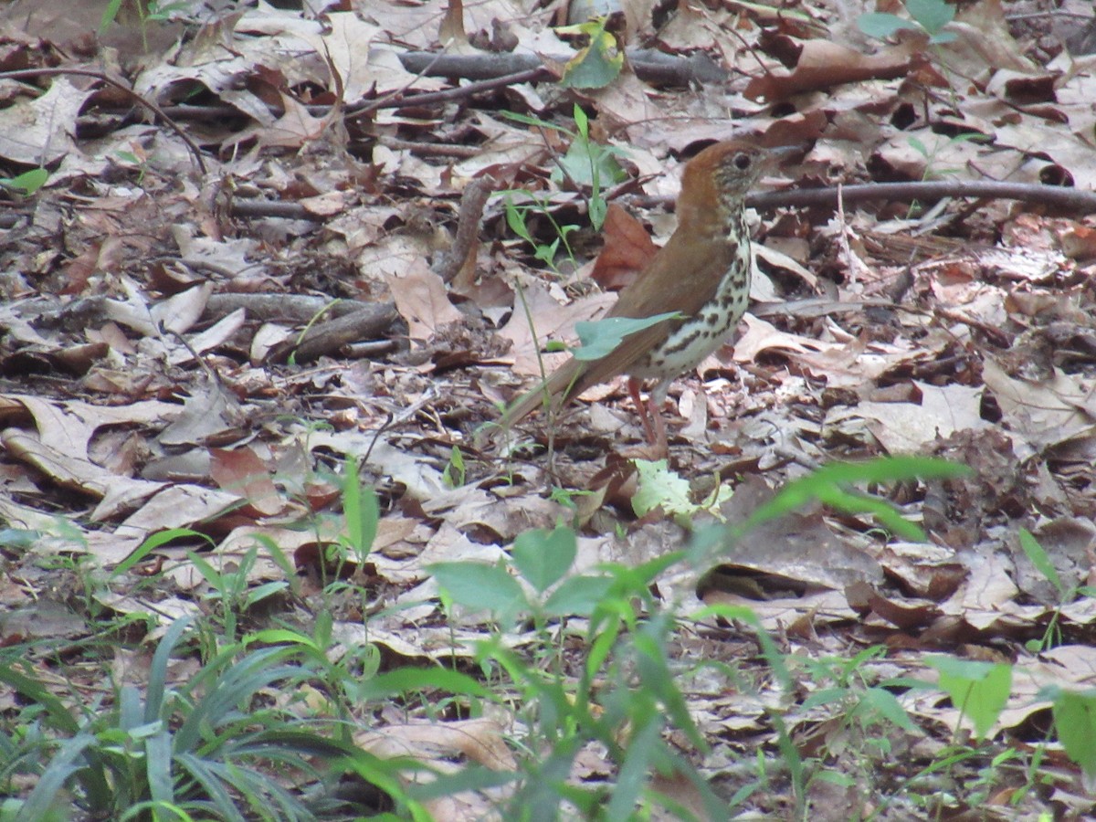 Wood Thrush - ML620803676