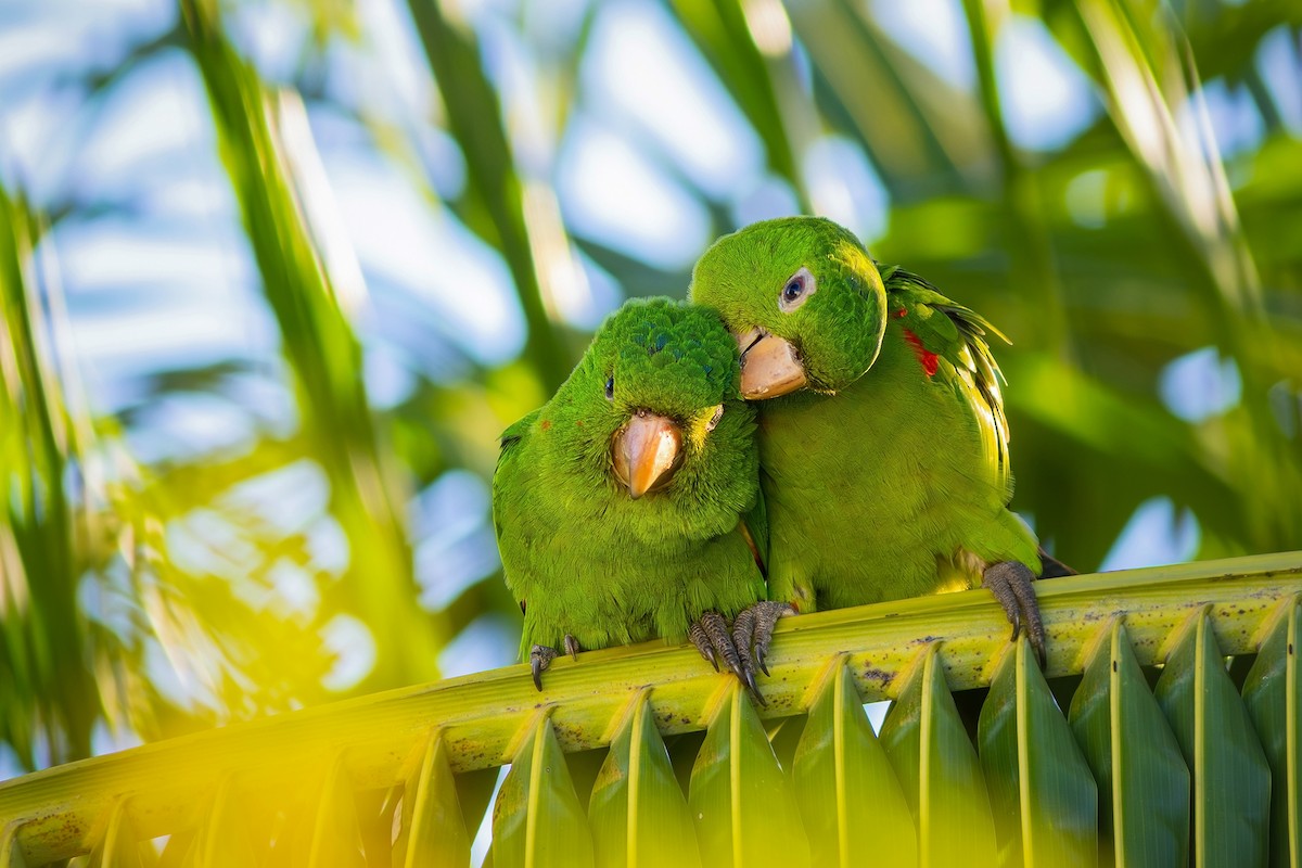 White-eyed Parakeet - ML620803678